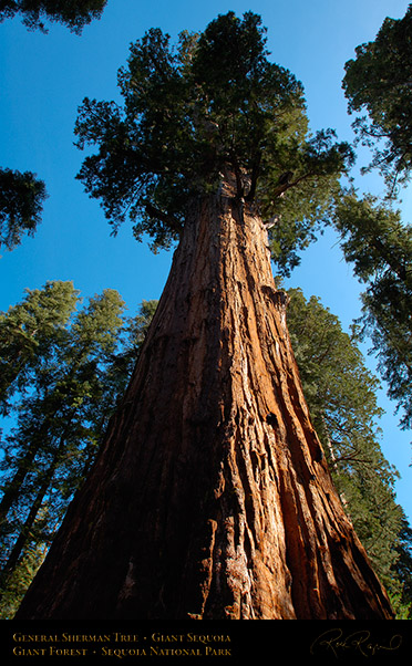 General_Sherman_Tree_Sequoia_X0203