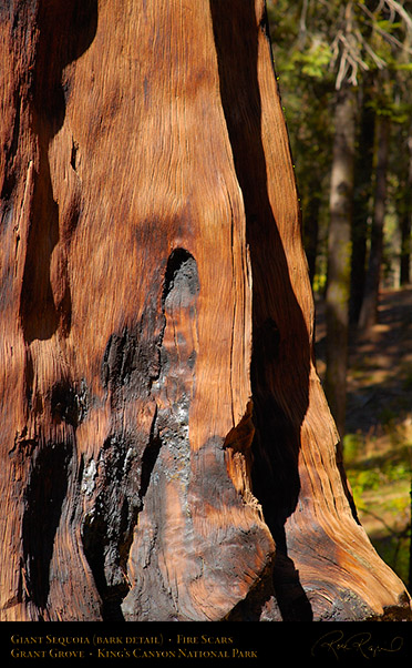 Giant_Sequoia_Fire_Scars_X6923