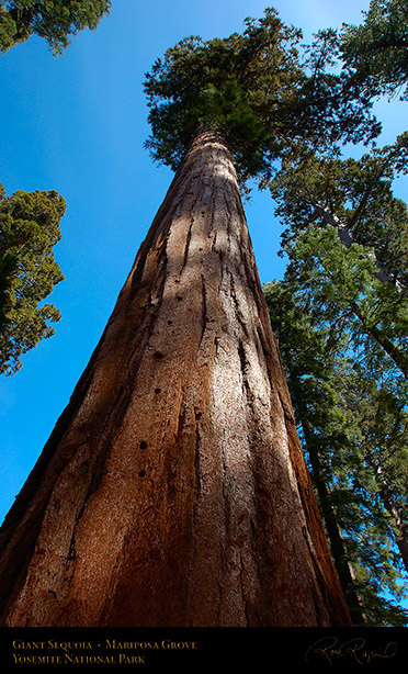 Giant_Sequoia_Mariposa_Grove_3031