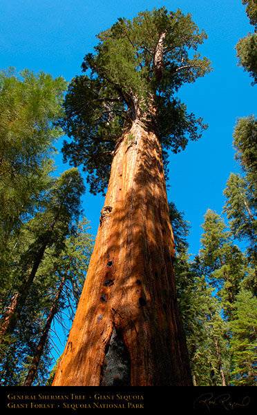 General_Sherman_Tree_Sequoia_X0205