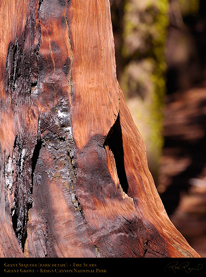 Giant_Sequoia_Bark_Detail_HS4326c