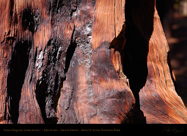 Giant_Sequoia_Bark_Detail_HS4330