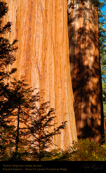 Giant_Sequoia_Bark_Detail_X6895