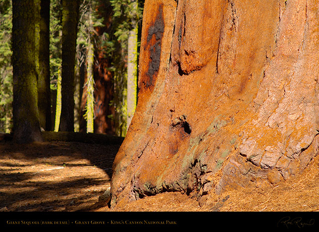 Giant_Sequoia_Bark_Detail_X6926
