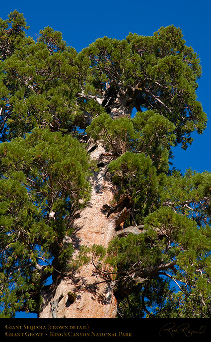 Giant_Sequoia_Crown_Detail_X6893
