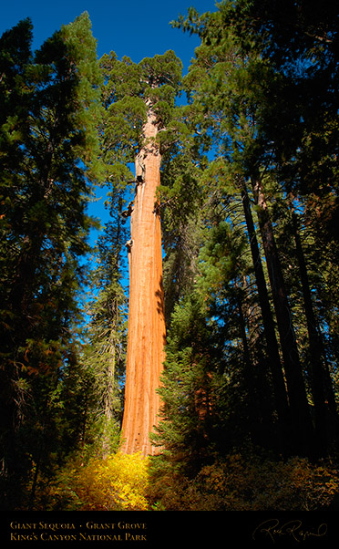 Giant_Sequoia_Kings_Canyon_X6870