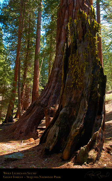 Wolf_Lichen_on_Stump_Sequoia_X0214