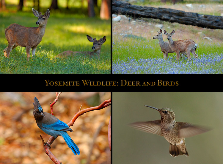 Yosemite_Deer_Birds