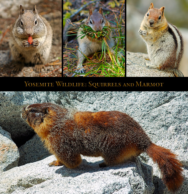 Yosemite_Squirrels_Marmot