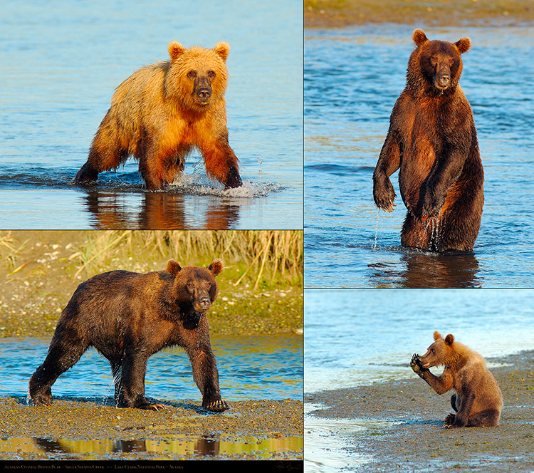 Alaskan_Coastal_Brown_Bear_XXL