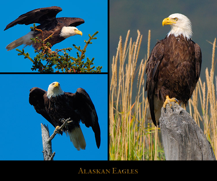 Alaskan_Eagles