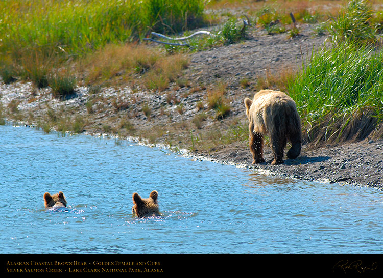 BrownBear_GoldenFemale_andCubs_X2849