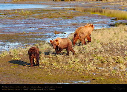 BrownBear_GoldenFemale_andCubs_HS2314