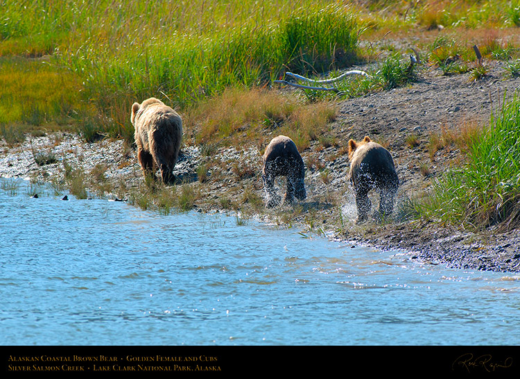 BrownBear_GoldenFemale_andCubs_X2852