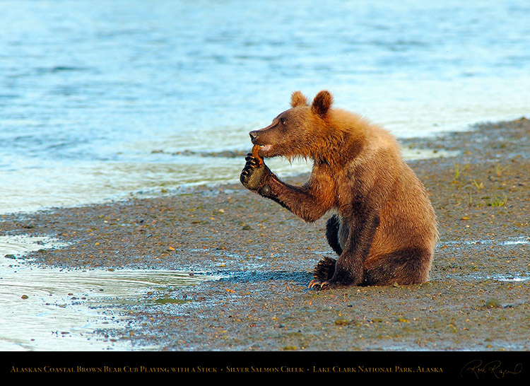 BrownBearCub_Playing_withStick_X3178