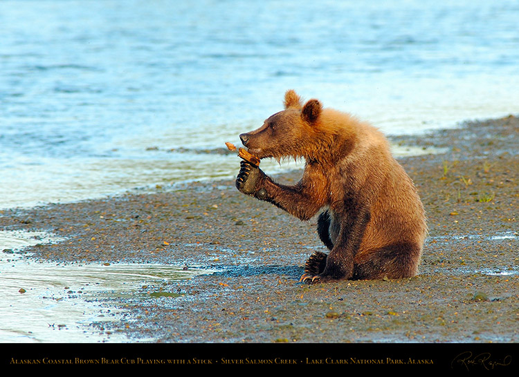 BrownBearCub_Playing_withStick_X3179