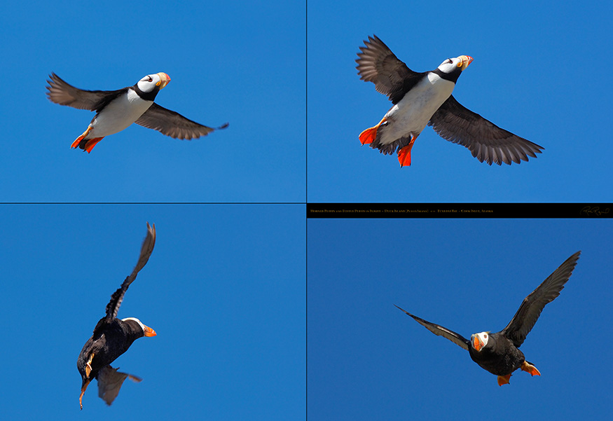Horned_andTufted_Puffins_XXL