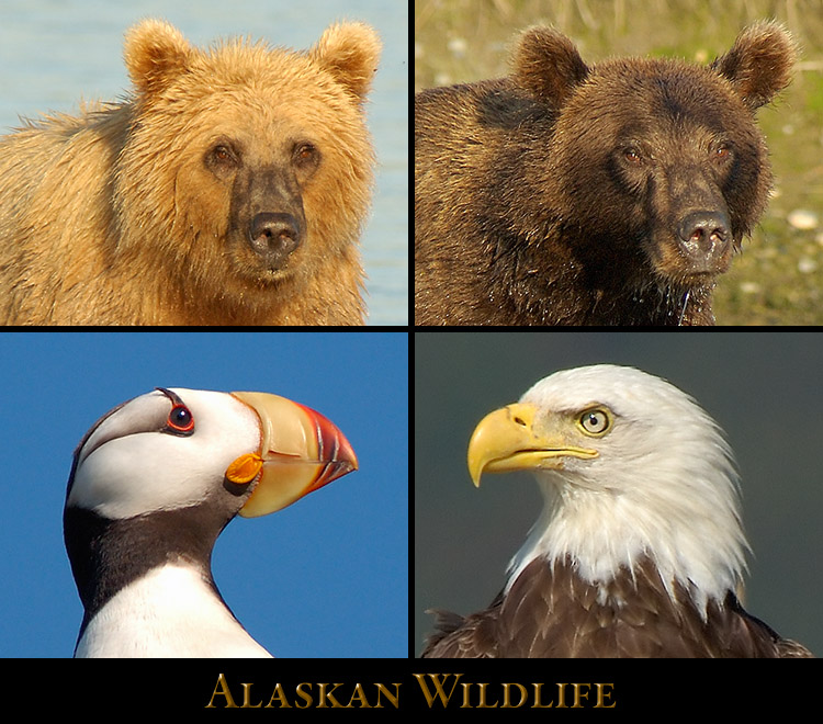 AlaskanWildlife