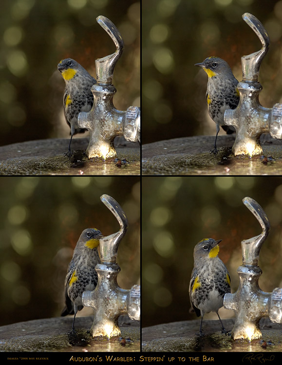 AudubonsWarbler_SteppinUp_toTheBar_s