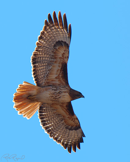 Red-Tailed_Hawk_X9047