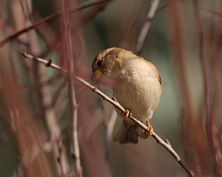Sparrow_inWillows_9230M