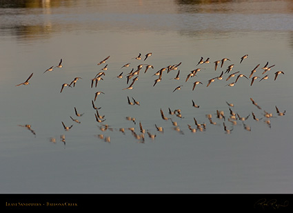 LeastSandpipers_Flight_HS5971