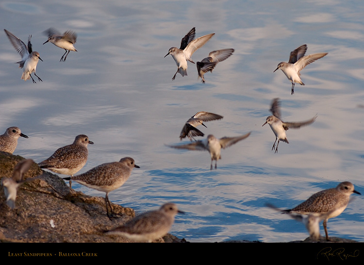LeastSandpipers_HS6060