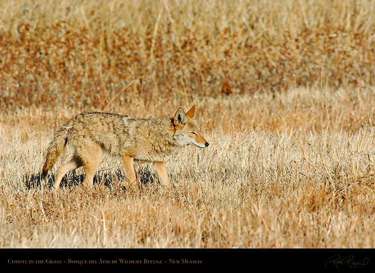 Coyote_in_theGrass_4226