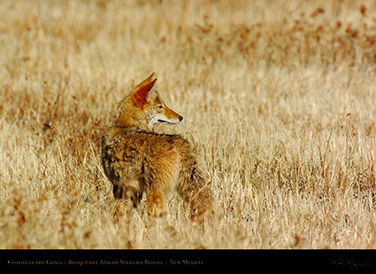 Coyote_in_theGrass_2602