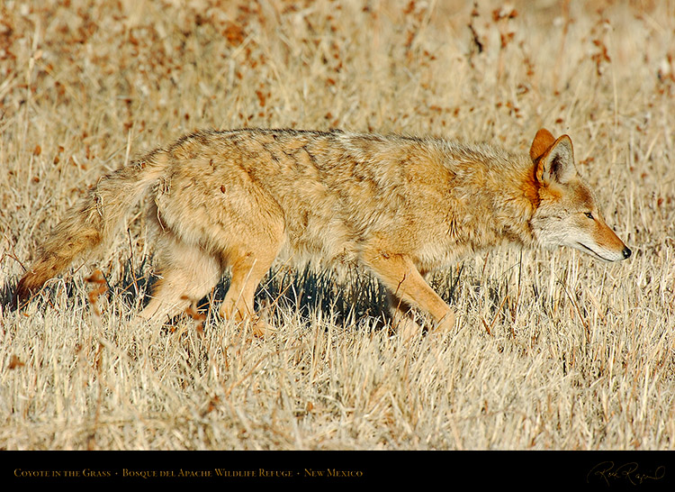 Coyote_in_theGrass_4229