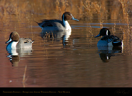 Pintails_2934