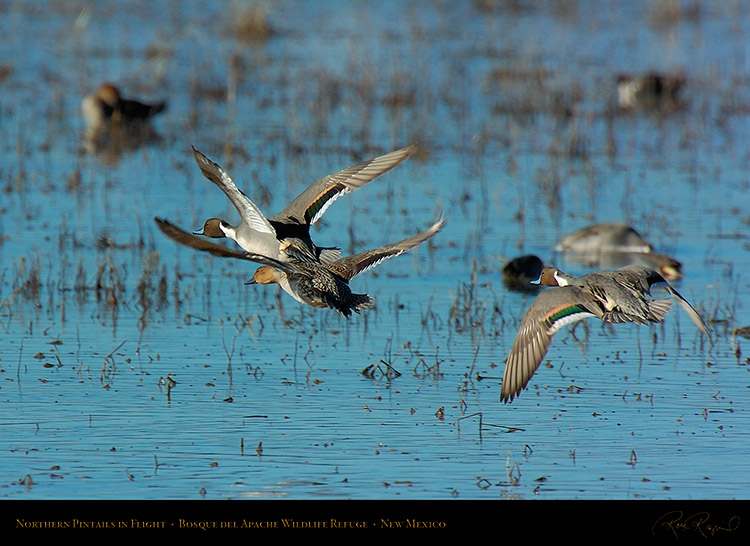 Pintails_inFlight_1891