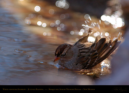 White-Crowned_Sparrow_Juvenile_Bathing_2111