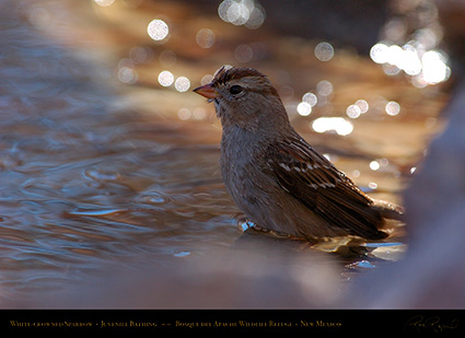 White-Crowned_Sparrow_Juvenile_Bathing_2118