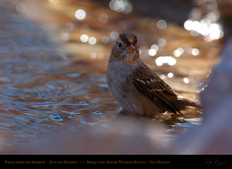 White-Crowned_Sparrow_Juvenile_Bathing_2124