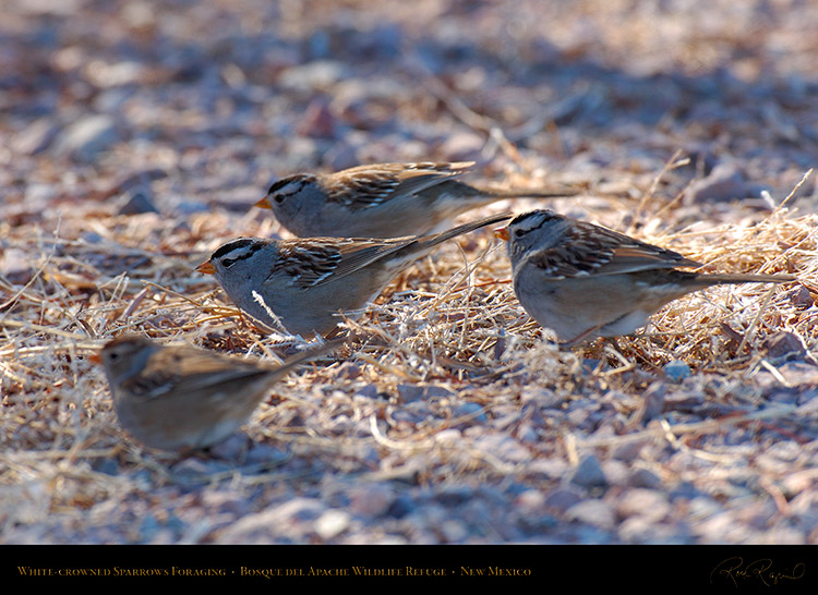 White-Crowned_Sparrows_Foraging_X6518