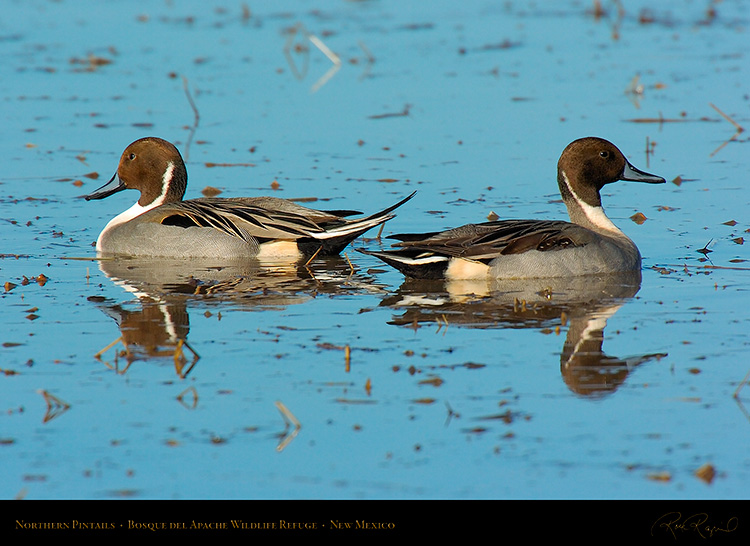 Pintails_2612