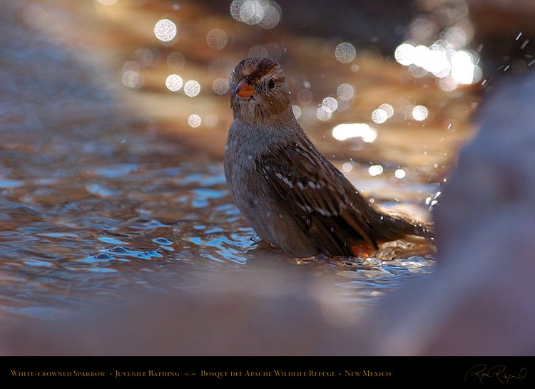 White-Crowned_Sparrow_Juvenile_Bathing_2123
