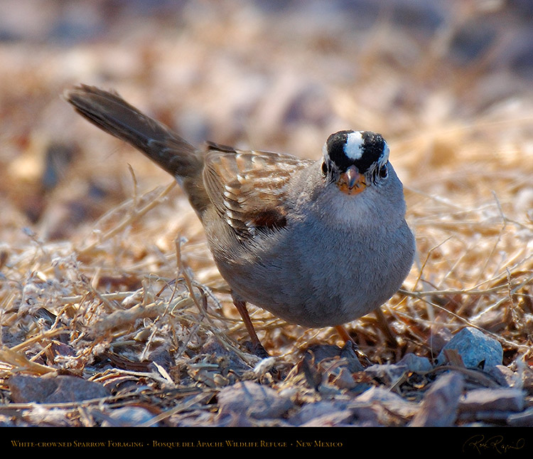 White-Crowned_Sparrow_X6530M