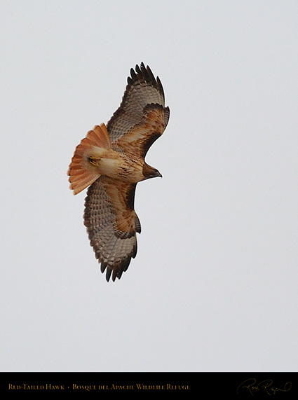 Red-Tailed_Hawk_5638