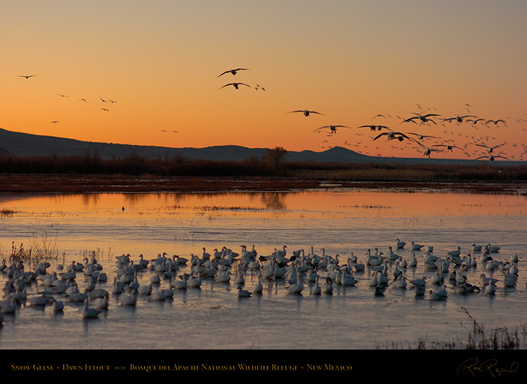 Bosque_SnowGeese_atDawn_5499
