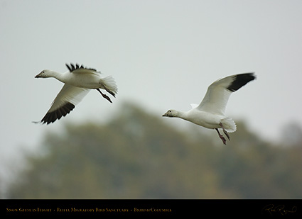 SnowGeese_9059