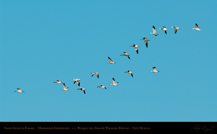 SnowGeese_FormationFlight_X9491_16x9