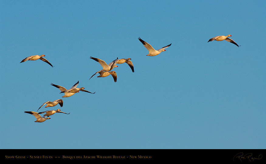 SnowGeese_SunsetFly-in_X9135_16x9