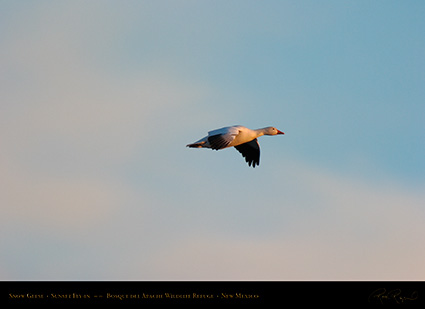 SnowGoose_SunsetFly-in_5906