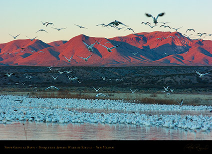 SnowGeese_atDawn_6435