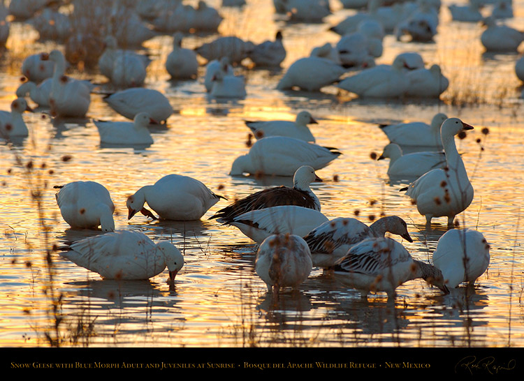 SnowGeese_withBlueMorphs_atSunrise_X8745