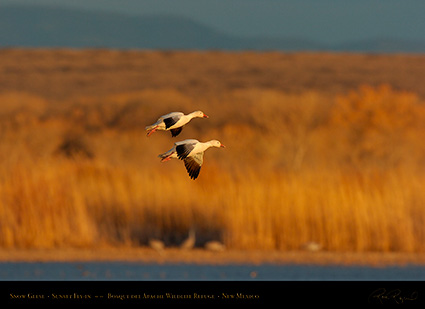 SnowGeese_SunsetFly-in_6908