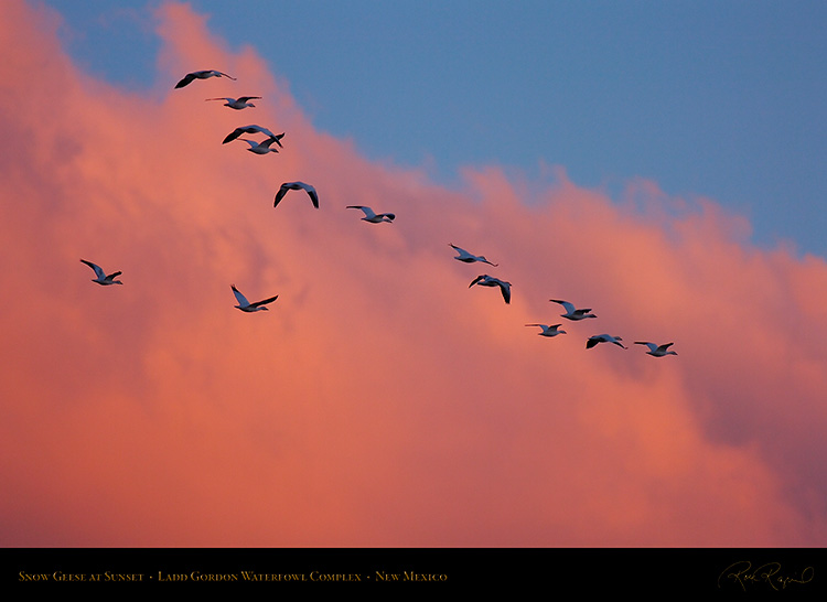Ladd_Gordon_Snow_Geese_at_Sunset_HS8379