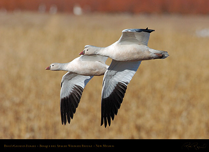 Ross'sGeese_inFlight_2240